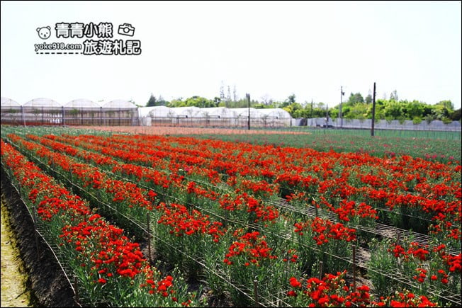 彰化景點》董家花田．非洲菊.康乃馨花海~彰化最新賞花景點，母親節必訪 @青青小熊＊旅遊札記
