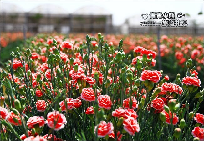 彰化景點》董家花田.非洲菊.康乃馨花海~彰化最新賞花景點,母親節必訪 @青青小熊*旅遊札記 彰化景點》董家花田.非洲菊.康乃馨花海~彰化最新賞花景點,母親節必訪 @青青小熊*旅遊札記