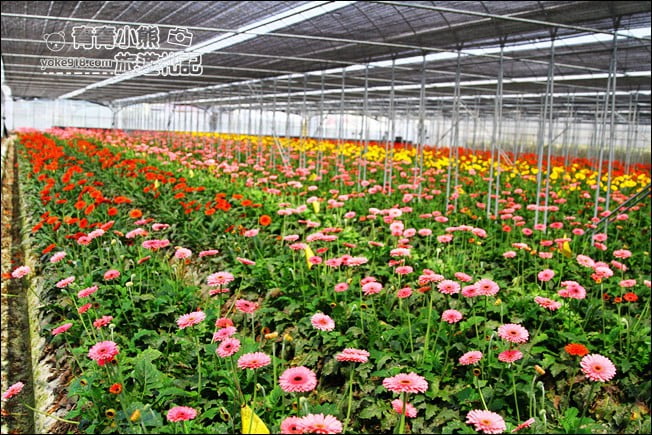 彰化景點》董家花田.非洲菊.康乃馨花海~彰化最新賞花景點,母親節必訪 @青青小熊*旅遊札記 彰化景點》董家花田.非洲菊.康乃馨花海~彰化最新賞花景點,母親節必訪 @青青小熊*旅遊札記