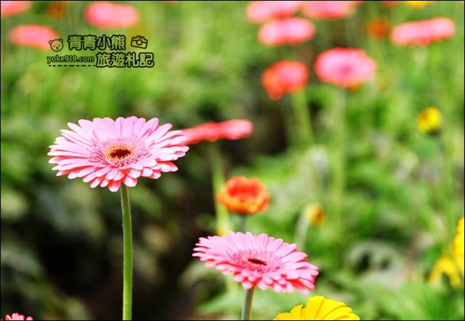 彰化景點》董家花田.非洲菊.康乃馨花海~彰化最新賞花景點,母親節必訪 @青青小熊*旅遊札記 彰化景點》董家花田.非洲菊.康乃馨花海~彰化最新賞花景點,母親節必訪 @青青小熊*旅遊札記