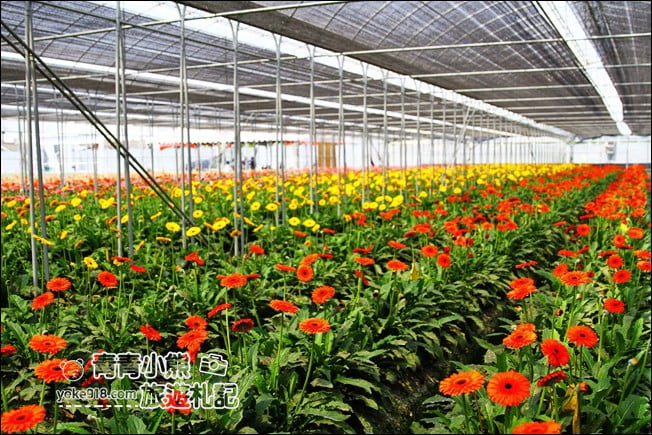 彰化景點》董家花田．非洲菊.康乃馨花海~彰化最新賞花景點，母親節必訪 @青青小熊＊旅遊札記