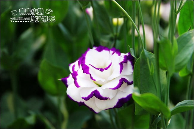 彰化景點》董家花田.非洲菊.康乃馨花海~彰化最新賞花景點,母親節必訪 @青青小熊*旅遊札記 彰化景點》董家花田.非洲菊.康乃馨花海~彰化最新賞花景點,母親節必訪 @青青小熊*旅遊札記