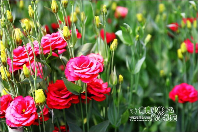 彰化景點》董家花田.非洲菊.康乃馨花海~彰化最新賞花景點,母親節必訪 @青青小熊*旅遊札記 彰化景點》董家花田.非洲菊.康乃馨花海~彰化最新賞花景點,母親節必訪 @青青小熊*旅遊札記
