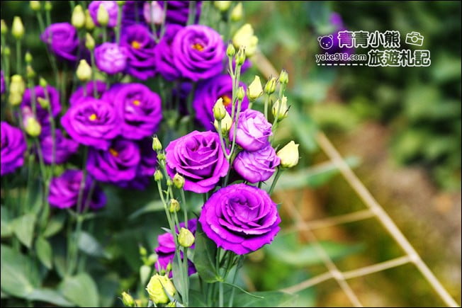 彰化景點》董家花田.非洲菊.康乃馨花海~彰化最新賞花景點,母親節必訪 @青青小熊*旅遊札記 彰化景點》董家花田.非洲菊.康乃馨花海~彰化最新賞花景點,母親節必訪 @青青小熊*旅遊札記