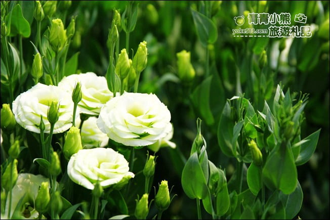 彰化景點》董家花田．非洲菊.康乃馨花海~彰化最新賞花景點，母親節必訪 @青青小熊＊旅遊札記