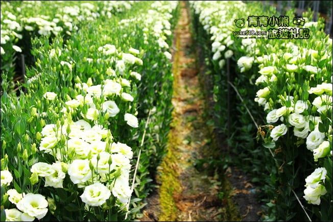 彰化景點》董家花田.非洲菊.康乃馨花海~彰化最新賞花景點,母親節必訪 @青青小熊*旅遊札記 彰化景點》董家花田.非洲菊.康乃馨花海~彰化最新賞花景點,母親節必訪 @青青小熊*旅遊札記