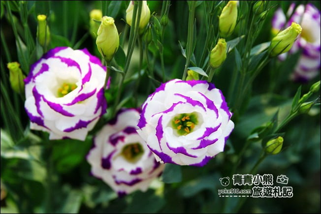 彰化景點》董家花田．非洲菊.康乃馨花海~彰化最新賞花景點，母親節必訪 @青青小熊＊旅遊札記