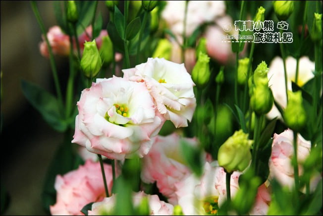 彰化景點》董家花田.非洲菊.康乃馨花海~彰化最新賞花景點,母親節必訪 @青青小熊*旅遊札記 彰化景點》董家花田.非洲菊.康乃馨花海~彰化最新賞花景點,母親節必訪 @青青小熊*旅遊札記