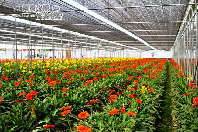 彰化景點》董家花田．非洲菊.康乃馨花海~彰化最新賞花景點，母親節必訪 @青青小熊＊旅遊札記