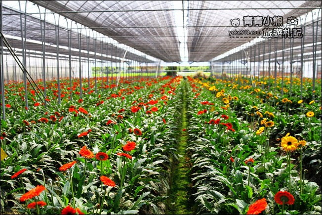 彰化景點》董家花田.非洲菊.康乃馨花海~彰化最新賞花景點,母親節必訪 @青青小熊*旅遊札記 彰化景點》董家花田.非洲菊.康乃馨花海~彰化最新賞花景點,母親節必訪 @青青小熊*旅遊札記