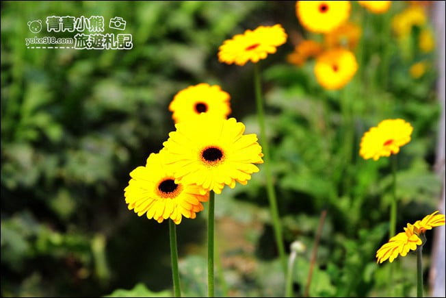 彰化景點》董家花田.非洲菊.康乃馨花海~彰化最新賞花景點,母親節必訪 @青青小熊*旅遊札記 彰化景點》董家花田.非洲菊.康乃馨花海~彰化最新賞花景點,母親節必訪 @青青小熊*旅遊札記