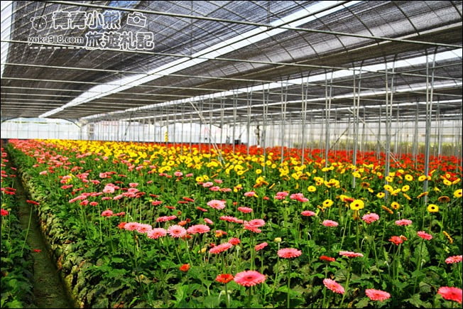 彰化景點》董家花田.非洲菊.康乃馨花海~彰化最新賞花景點,母親節必訪 @青青小熊*旅遊札記 彰化景點》董家花田.非洲菊.康乃馨花海~彰化最新賞花景點,母親節必訪 @青青小熊*旅遊札記