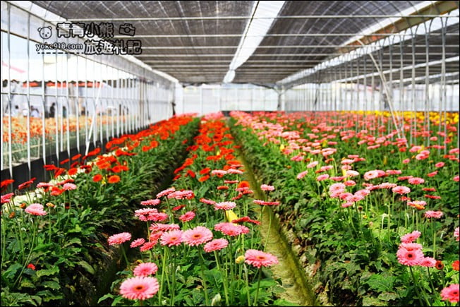 彰化景點》董家花田．非洲菊.康乃馨花海~彰化最新賞花景點，母親節必訪 @青青小熊＊旅遊札記