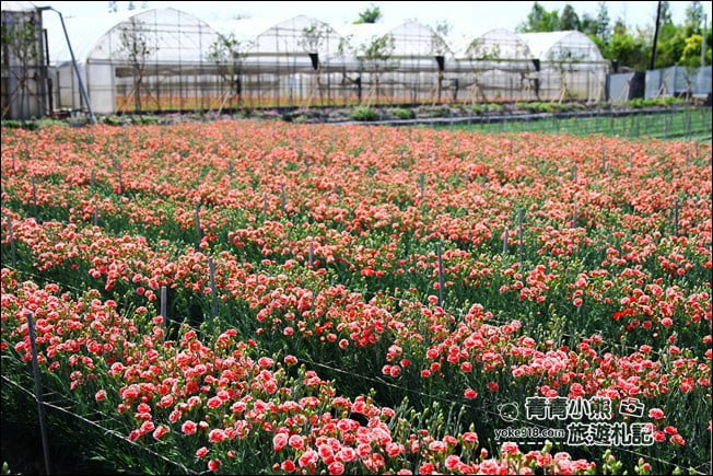 彰化景點》董家花田.非洲菊.康乃馨花海~彰化最新賞花景點,母親節必訪 @青青小熊*旅遊札記 彰化景點》董家花田.非洲菊.康乃馨花海~彰化最新賞花景點,母親節必訪 @青青小熊*旅遊札記