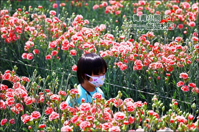 彰化景點》董家花田．非洲菊.康乃馨花海~彰化最新賞花景點，母親節必訪 @青青小熊＊旅遊札記