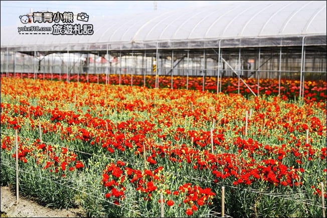 彰化景點》董家花田．非洲菊.康乃馨花海~彰化最新賞花景點，母親節必訪 @青青小熊＊旅遊札記