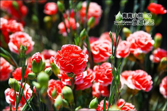 彰化景點》董家花田．非洲菊.康乃馨花海~彰化最新賞花景點，母親節必訪 @青青小熊＊旅遊札記
