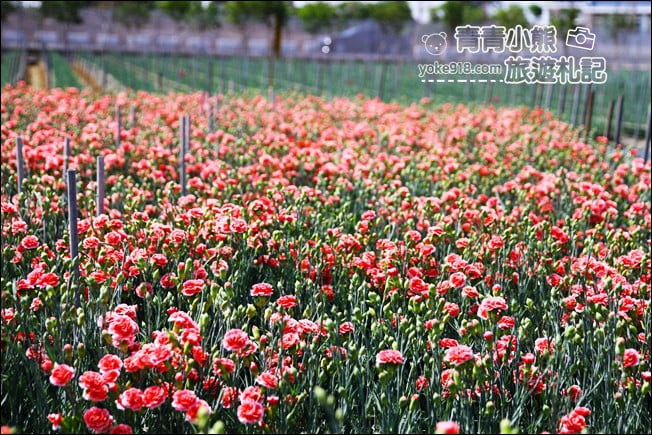彰化景點》董家花田.非洲菊.康乃馨花海~彰化最新賞花景點,母親節必訪 @青青小熊*旅遊札記 彰化景點》董家花田.非洲菊.康乃馨花海~彰化最新賞花景點,母親節必訪 @青青小熊*旅遊札記