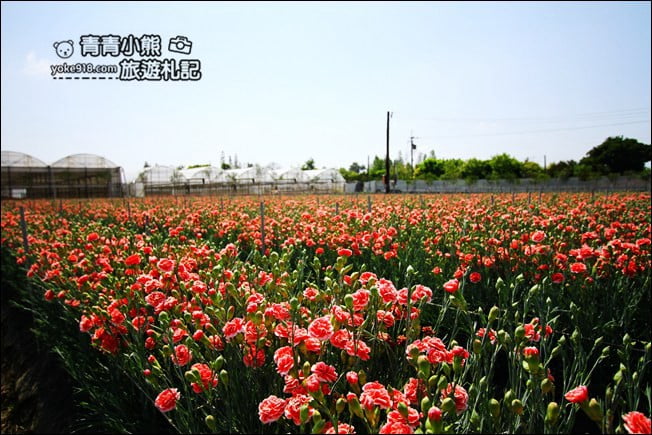 彰化景點》董家花田.非洲菊.康乃馨花海~彰化最新賞花景點,母親節必訪 @青青小熊*旅遊札記 彰化景點》董家花田.非洲菊.康乃馨花海~彰化最新賞花景點,母親節必訪 @青青小熊*旅遊札記