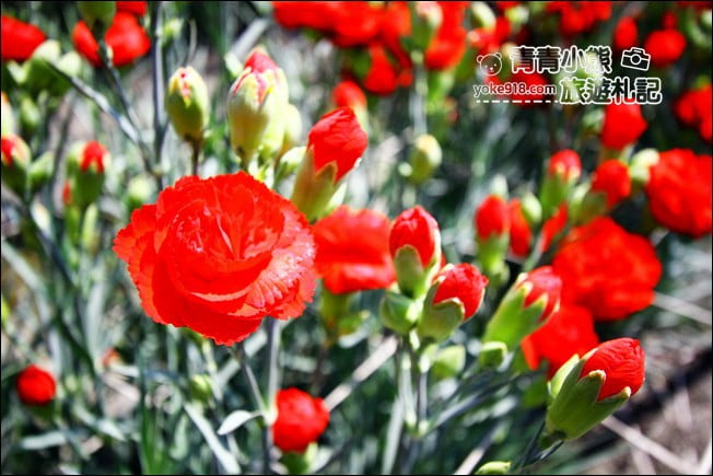 彰化景點》董家花田.非洲菊.康乃馨花海~彰化最新賞花景點,母親節必訪 @青青小熊*旅遊札記 彰化景點》董家花田.非洲菊.康乃馨花海~彰化最新賞花景點,母親節必訪 @青青小熊*旅遊札記