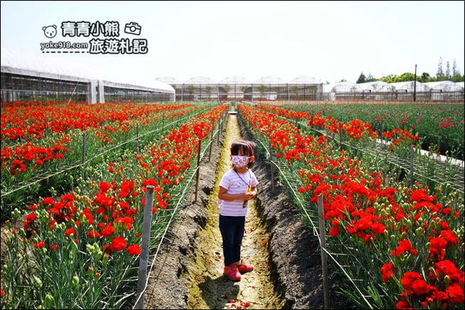 彰化景點》董家花田.非洲菊.康乃馨花海~彰化最新賞花景點,母親節必訪 @青青小熊*旅遊札記 彰化景點》董家花田.非洲菊.康乃馨花海~彰化最新賞花景點,母親節必訪 @青青小熊*旅遊札記