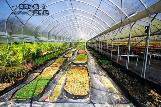 南投新景點》多肉秘境福興店.超夯的天空階梯、透明泡泡屋~還可以玩DIY @青青小熊*旅遊札記 南投新景點》多肉秘境福興店.超夯的天空階梯、透明泡泡屋~還可以玩DIY @青青小熊*旅遊札記