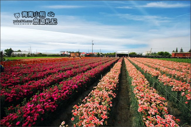 彰化景點》田尾康乃馨花田．母親節最應景的拍照景點~滿滿的康乃馨花海這裡拍 @青青小熊＊旅遊札記