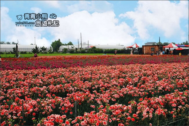 彰化景點》田尾康乃馨花田.母親節最應景的拍照景點~滿滿的康乃馨花海這裡拍 @青青小熊*旅遊札記 彰化景點》田尾康乃馨花田.母親節最應景的拍照景點~滿滿的康乃馨花海這裡拍 @青青小熊*旅遊札記
