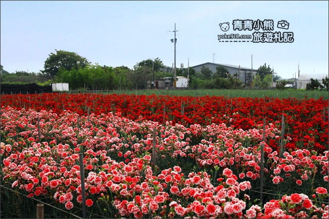 彰化景點》田尾康乃馨花田．母親節最應景的拍照景點~滿滿的康乃馨花海這裡拍 @青青小熊＊旅遊札記