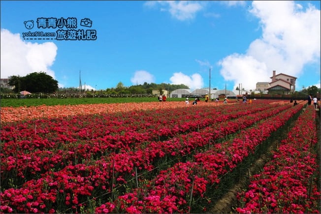 彰化景點》田尾康乃馨花田.母親節最應景的拍照景點~滿滿的康乃馨花海這裡拍 @青青小熊*旅遊札記 彰化景點》田尾康乃馨花田.母親節最應景的拍照景點~滿滿的康乃馨花海這裡拍 @青青小熊*旅遊札記