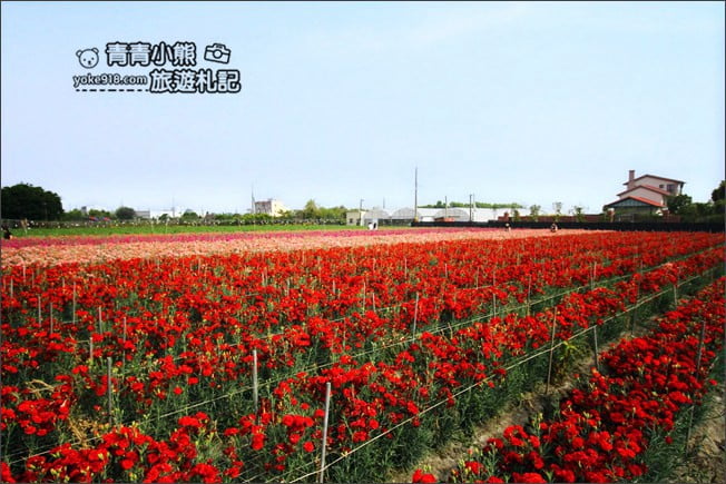 彰化景點》田尾康乃馨花田.母親節最應景的拍照景點~滿滿的康乃馨花海這裡拍 @青青小熊*旅遊札記 彰化景點》田尾康乃馨花田.母親節最應景的拍照景點~滿滿的康乃馨花海這裡拍 @青青小熊*旅遊札記