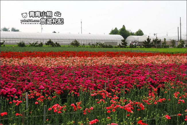 彰化景點》田尾康乃馨花田.母親節最應景的拍照景點~滿滿的康乃馨花海這裡拍 @青青小熊*旅遊札記 彰化景點》田尾康乃馨花田.母親節最應景的拍照景點~滿滿的康乃馨花海這裡拍 @青青小熊*旅遊札記