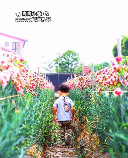 彰化景點》田尾康乃馨花田．母親節最應景的拍照景點~滿滿的康乃馨花海這裡拍 @青青小熊＊旅遊札記