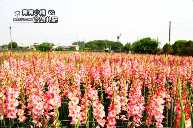 彰化賞花景點》社頭雙鐵花田．粉嫩的劍蘭花海秘境，還可以看到呼嘯而過的火車 @青青小熊＊旅遊札記