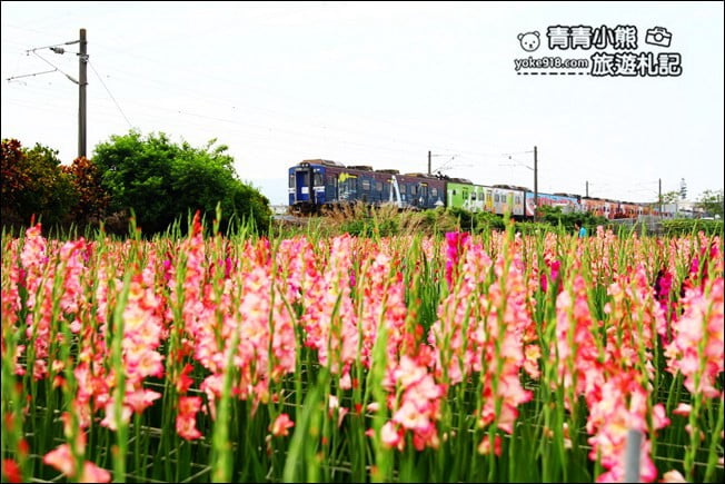 彰化賞花景點》社頭雙鐵花田.粉嫩的劍蘭花海秘境,還可以看到呼嘯而過的火車 @青青小熊*旅遊札記 彰化賞花景點》社頭雙鐵花田.粉嫩的劍蘭花海秘境,還可以看到呼嘯而過的火車 @青青小熊*旅遊札記