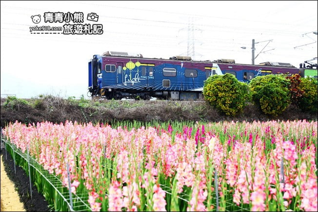 彰化賞花景點》社頭雙鐵花田．粉嫩的劍蘭花海秘境，還可以看到呼嘯而過的火車 @青青小熊＊旅遊札記
