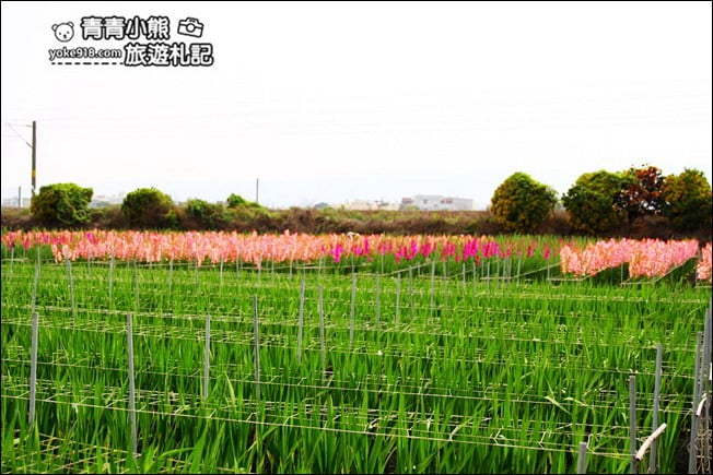 彰化賞花景點》社頭雙鐵花田．粉嫩的劍蘭花海秘境，還可以看到呼嘯而過的火車 @青青小熊＊旅遊札記