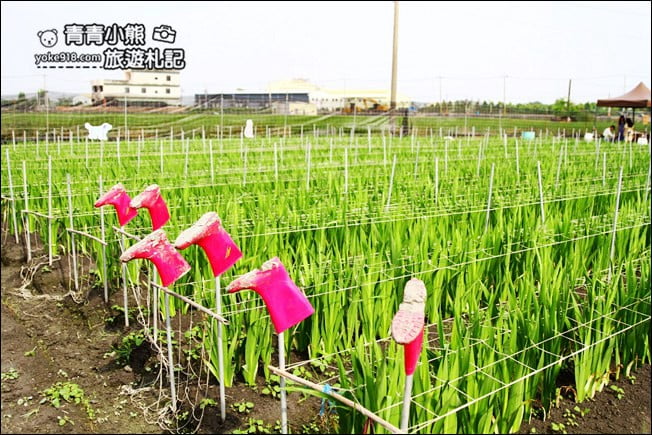彰化賞花景點》社頭雙鐵花田.粉嫩的劍蘭花海秘境,還可以看到呼嘯而過的火車 @青青小熊*旅遊札記 彰化賞花景點》社頭雙鐵花田.粉嫩的劍蘭花海秘境,還可以看到呼嘯而過的火車 @青青小熊*旅遊札記