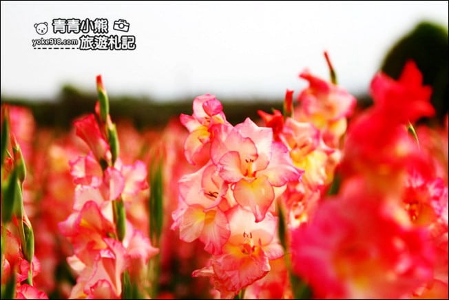 彰化賞花景點》社頭雙鐵花田.粉嫩的劍蘭花海秘境,還可以看到呼嘯而過的火車 @青青小熊*旅遊札記 彰化賞花景點》社頭雙鐵花田.粉嫩的劍蘭花海秘境,還可以看到呼嘯而過的火車 @青青小熊*旅遊札記