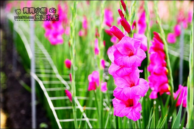 彰化賞花景點》社頭雙鐵花田．粉嫩的劍蘭花海秘境，還可以看到呼嘯而過的火車 @青青小熊＊旅遊札記