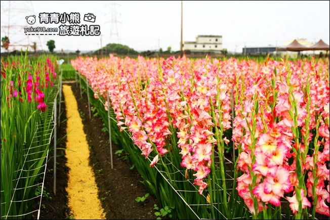彰化賞花景點》社頭雙鐵花田.粉嫩的劍蘭花海秘境,還可以看到呼嘯而過的火車 @青青小熊*旅遊札記 彰化賞花景點》社頭雙鐵花田.粉嫩的劍蘭花海秘境,還可以看到呼嘯而過的火車 @青青小熊*旅遊札記