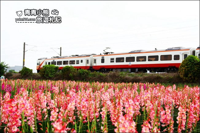 彰化賞花景點》社頭雙鐵花田．粉嫩的劍蘭花海秘境，還可以看到呼嘯而過的火車 @青青小熊＊旅遊札記