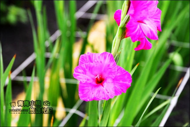 彰化賞花景點》社頭雙鐵花田.粉嫩的劍蘭花海秘境,還可以看到呼嘯而過的火車 @青青小熊*旅遊札記 彰化賞花景點》社頭雙鐵花田.粉嫩的劍蘭花海秘境,還可以看到呼嘯而過的火車 @青青小熊*旅遊札記