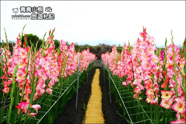 彰化賞花景點》社頭雙鐵花田.粉嫩的劍蘭花海秘境,還可以看到呼嘯而過的火車 @青青小熊*旅遊札記 彰化賞花景點》社頭雙鐵花田.粉嫩的劍蘭花海秘境,還可以看到呼嘯而過的火車 @青青小熊*旅遊札記