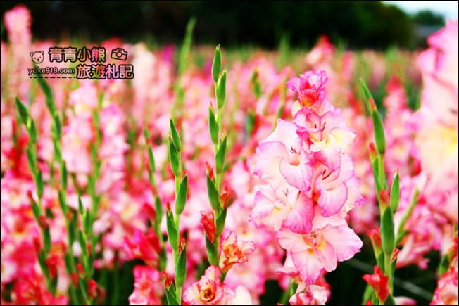 彰化賞花景點》社頭雙鐵花田.粉嫩的劍蘭花海秘境,還可以看到呼嘯而過的火車 @青青小熊*旅遊札記 彰化賞花景點》社頭雙鐵花田.粉嫩的劍蘭花海秘境,還可以看到呼嘯而過的火車 @青青小熊*旅遊札記