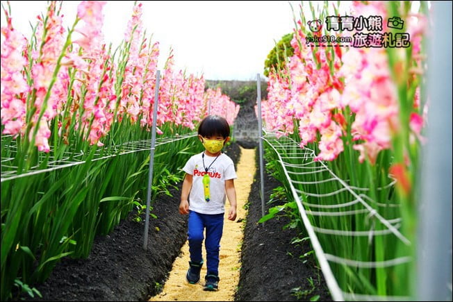 彰化賞花景點》社頭雙鐵花田.粉嫩的劍蘭花海秘境,還可以看到呼嘯而過的火車 @青青小熊*旅遊札記 彰化賞花景點》社頭雙鐵花田.粉嫩的劍蘭花海秘境,還可以看到呼嘯而過的火車 @青青小熊*旅遊札記