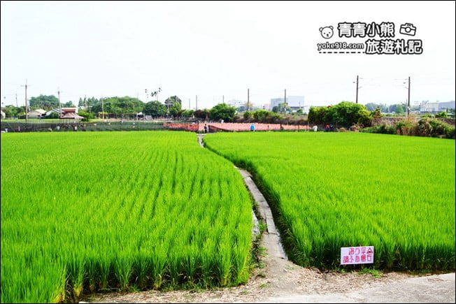 彰化賞花景點》社頭雙鐵花田.粉嫩的劍蘭花海秘境,還可以看到呼嘯而過的火車 @青青小熊*旅遊札記 彰化賞花景點》社頭雙鐵花田.粉嫩的劍蘭花海秘境,還可以看到呼嘯而過的火車 @青青小熊*旅遊札記