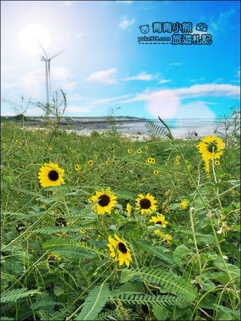 彰化景點》福寶溼地．漂流木IG打卡景點~探訪溼地&賞夕陽看海去 @青青小熊＊旅遊札記