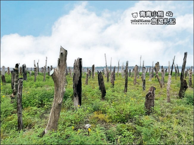 彰化景點》福寶溼地．漂流木IG打卡景點~探訪溼地&賞夕陽看海去 @青青小熊＊旅遊札記