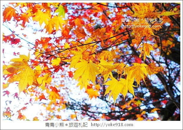 京都賞楓景點》高雄神護寺/西明寺.秋日必訪京都賞楓名所 @青青小熊*旅遊札記 京都賞楓景點》高雄神護寺/西明寺.秋日必訪京都賞楓名所 @青青小熊*旅遊札記